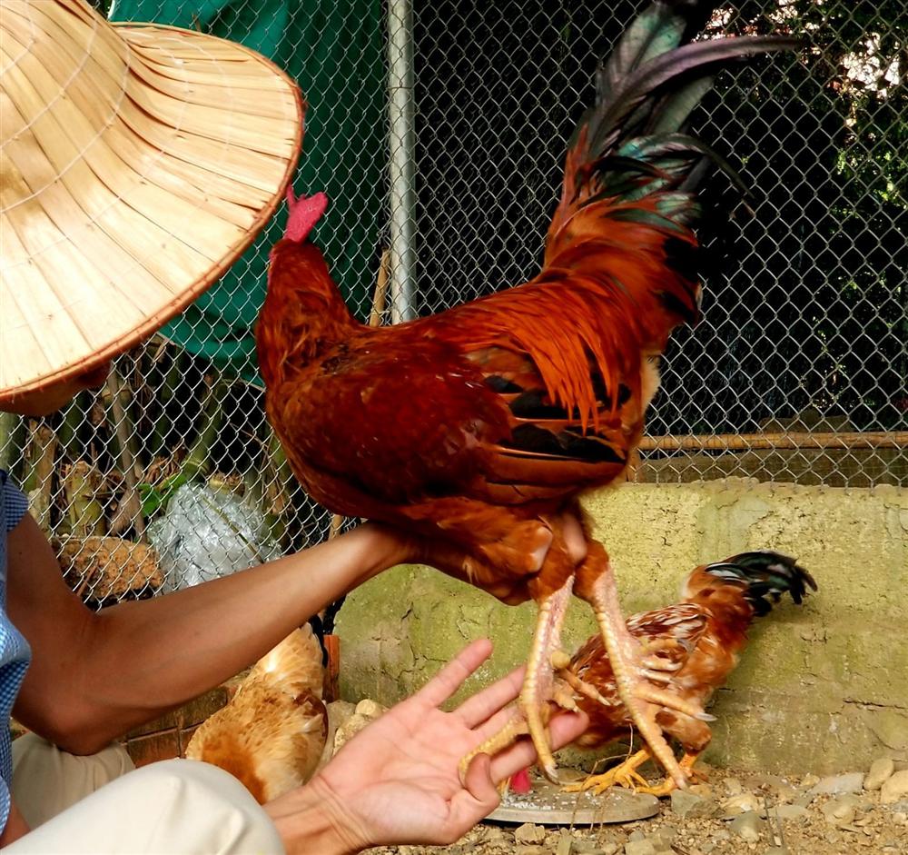 Trai Huế nuôi gà truyền thuyết 9 cựa, bán dịp giỗ Tổ 400 ngàn/kg-1