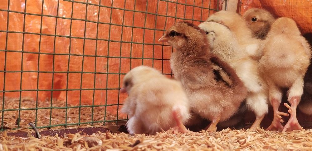 Trai Huế nuôi gà truyền thuyết 9 cựa, bán dịp giỗ Tổ 400 ngàn/kg-2