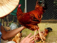 Trai Huế nuôi gà truyền thuyết 9 cựa, bán dịp giỗ Tổ 400 ngàn/kg