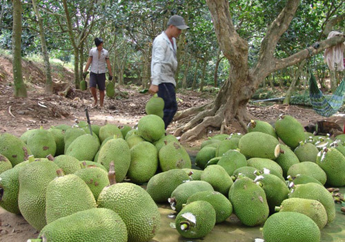 Trung Quốc ngừng mua ăn, giá mít giảm còn 5 ngàn/kg vẫn ế-2