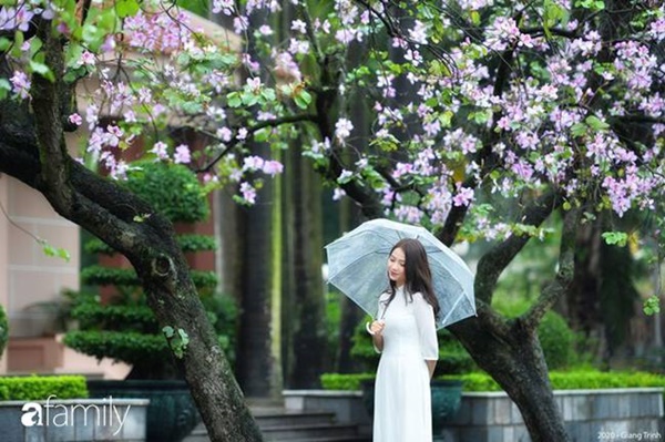 Những ngày ảm đạm vì dịch bệnh và mưa rét, chẳng ai nhận ra hoa ban tím ở Hà Nội đã lặng lẽ bung nở từ khi nào-1