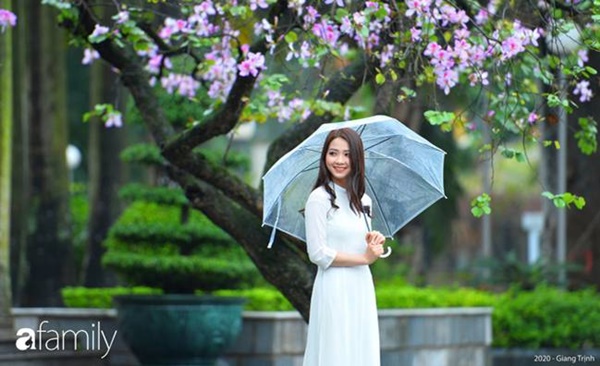 Những ngày ảm đạm vì dịch bệnh và mưa rét, chẳng ai nhận ra hoa ban tím ở Hà Nội đã lặng lẽ bung nở từ khi nào-5