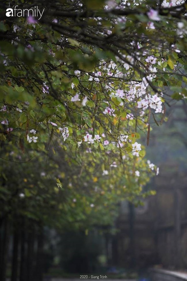 Những ngày ảm đạm vì dịch bệnh và mưa rét, chẳng ai nhận ra hoa ban tím ở Hà Nội đã lặng lẽ bung nở từ khi nào-7