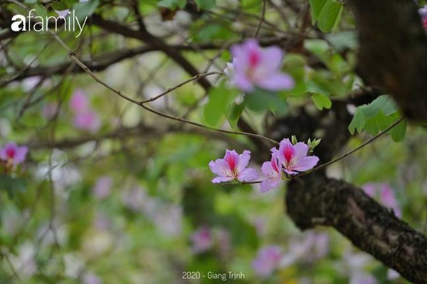 Những ngày ảm đạm vì dịch bệnh và mưa rét, chẳng ai nhận ra hoa ban tím ở Hà Nội đã lặng lẽ bung nở từ khi nào-12