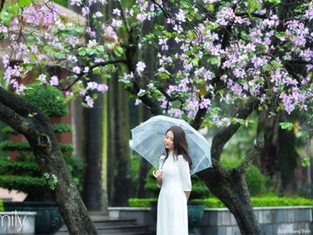 Những ngày ảm đạm vì dịch bệnh và mưa rét, chẳng ai nhận ra hoa ban tím ở Hà Nội đã lặng lẽ bung nở từ khi nào
