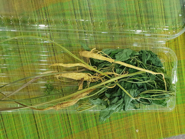 Bộ sưu tập sâm Hoàng Thất giá tiền tỷ của đại gia Hà thành-10