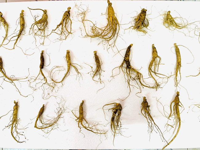 Bộ sưu tập sâm Hoàng Thất giá tiền tỷ của đại gia Hà thành-15