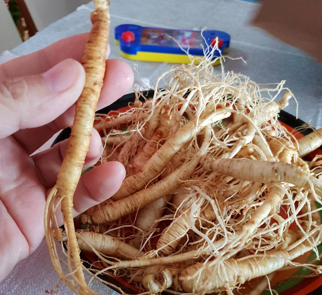 Bộ sưu tập sâm Hoàng Thất giá tiền tỷ của đại gia Hà thành-4