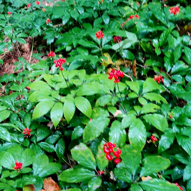 Bộ sưu tập sâm Hoàng Thất giá tiền tỷ của đại gia Hà thành-5