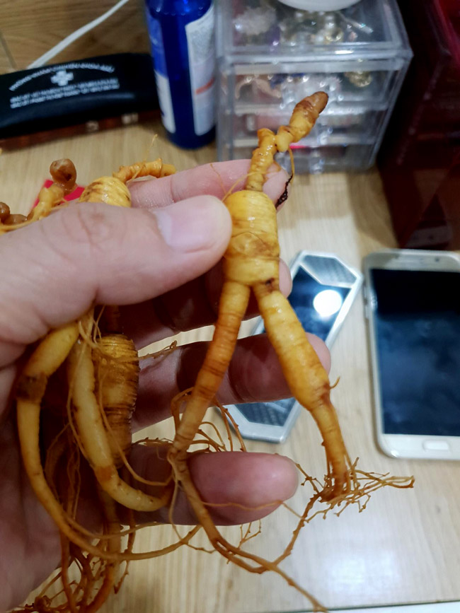 Bộ sưu tập sâm Hoàng Thất giá tiền tỷ của đại gia Hà thành-8