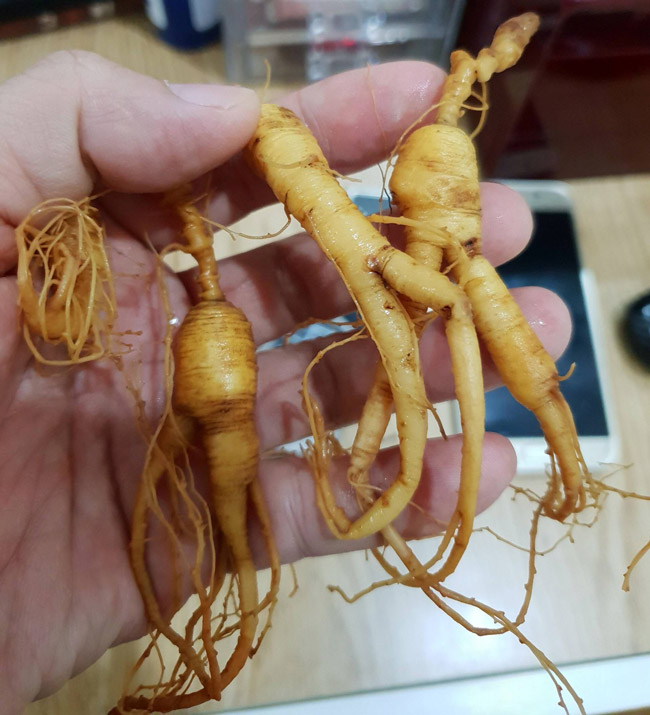 Bộ sưu tập sâm Hoàng Thất giá tiền tỷ của đại gia Hà thành-9