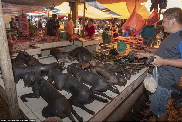 Khu chợ bán thịt dơi, rắn đáng sợ nhất Indonesia-1