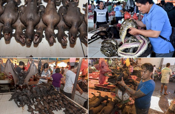 Khu chợ bán thịt dơi, rắn đáng sợ nhất Indonesia-3