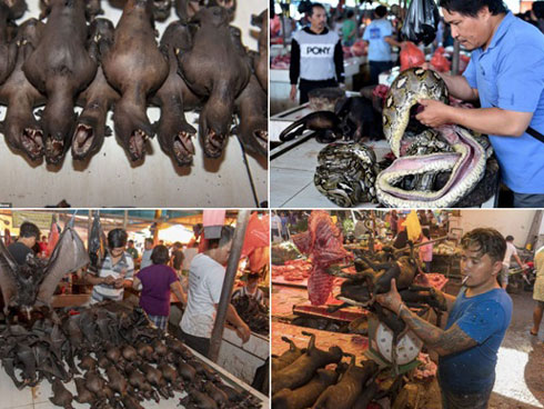 Người phụ nữ 60 tuổi tử vong do bị dơi cắn-2