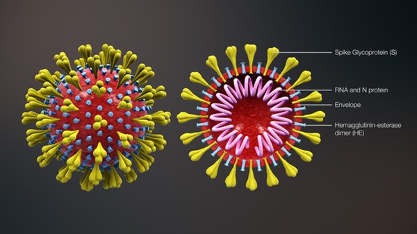 Virus làm gì sau khi vào cơ thể? Chi tiết về những cuộc đấu tranh sống còn với con người-1