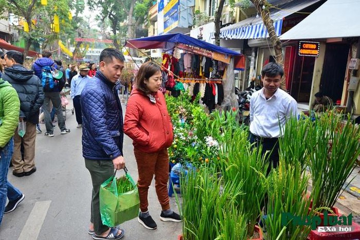 Ngỡ ngàng với lúa cảnh bonsai trên phố-1