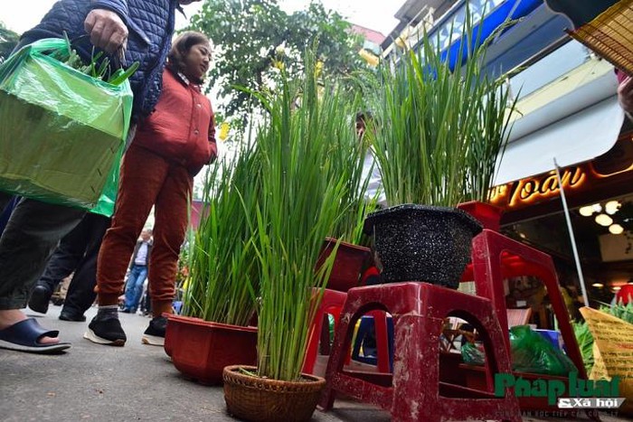 Ngỡ ngàng với lúa cảnh bonsai trên phố-2