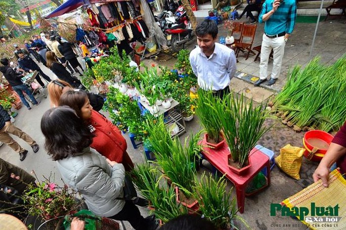 Ngỡ ngàng với lúa cảnh bonsai trên phố-3