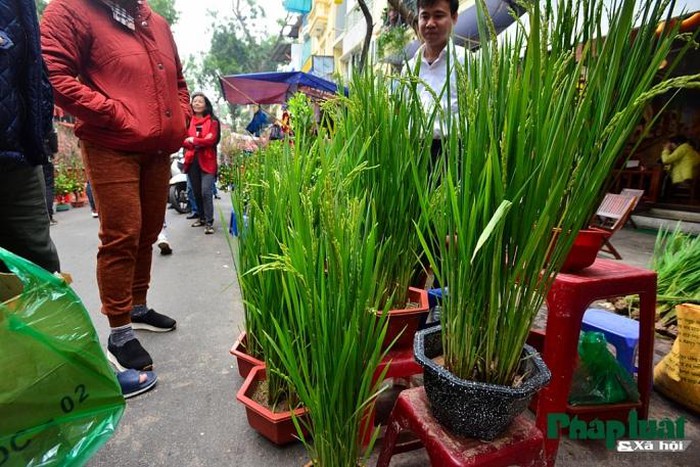 Ngỡ ngàng với lúa cảnh bonsai trên phố-4