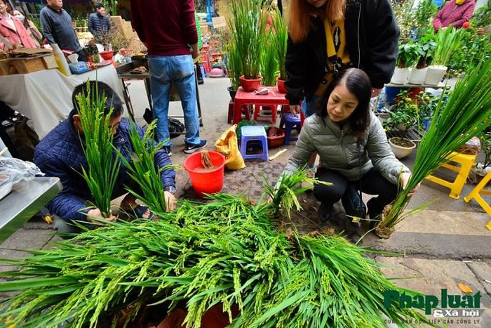 Ngỡ ngàng với lúa cảnh bonsai trên phố-5