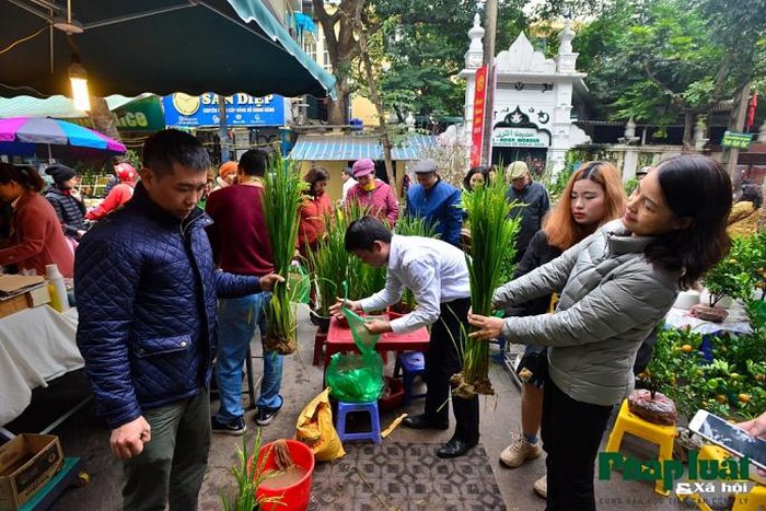 Ngỡ ngàng với lúa cảnh bonsai trên phố-7