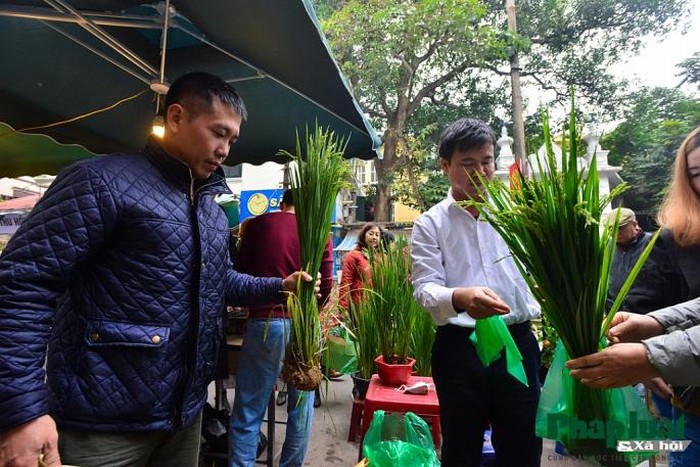 Ngỡ ngàng với lúa cảnh bonsai trên phố-9