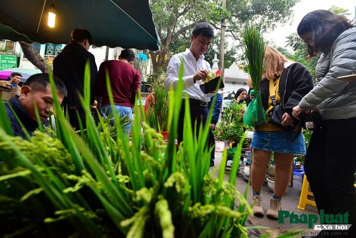 Ngỡ ngàng với lúa cảnh bonsai trên phố-8