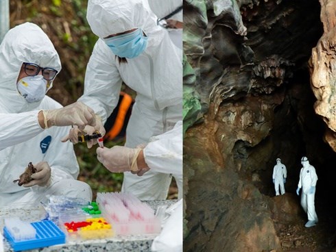 Hơn 10 năm thu thập phân dơi, tiến sĩ TQ góp phần giải mã virus corona