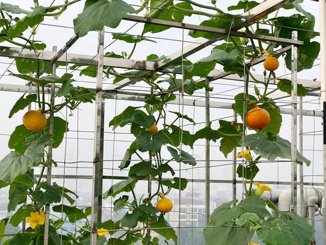 Choáng với trang trại nuôi trồng thập cẩm trên nóc nhà giữa Thủ đô-1