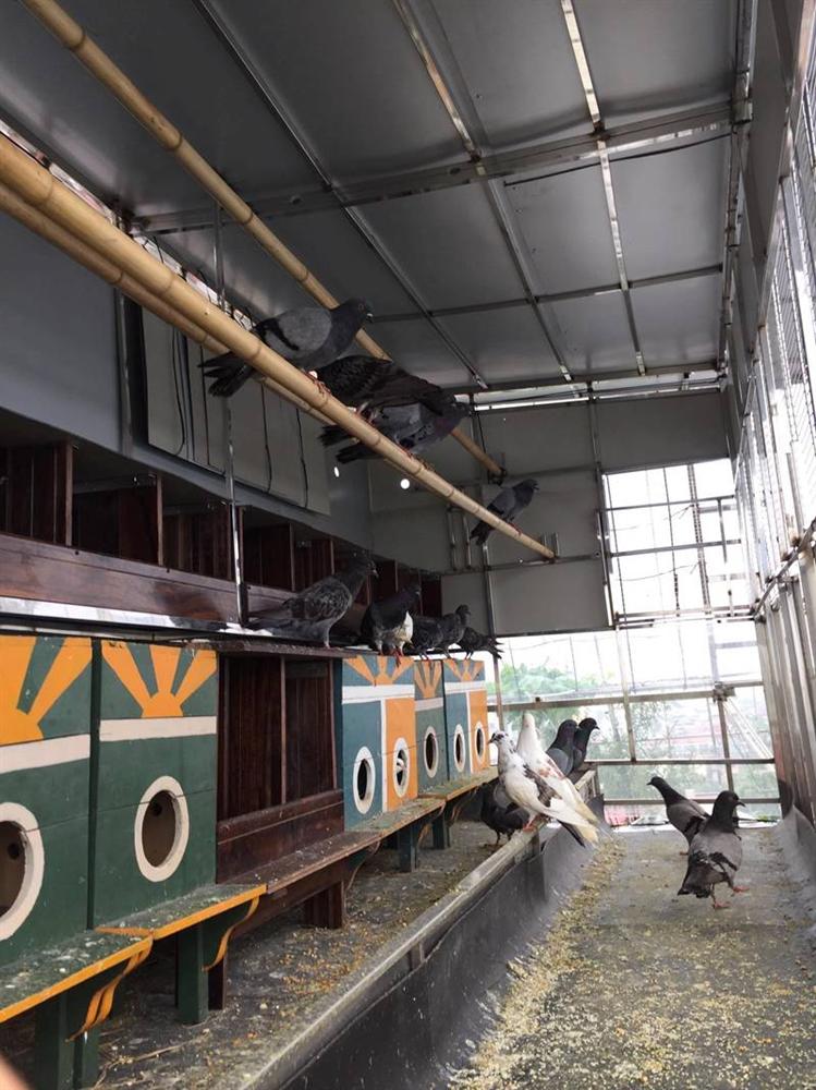 Choáng với trang trại nuôi trồng thập cẩm trên nóc nhà giữa Thủ đô-3