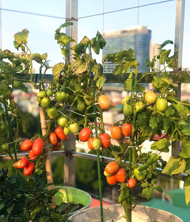 Choáng với trang trại nuôi trồng thập cẩm trên nóc nhà giữa Thủ đô-11