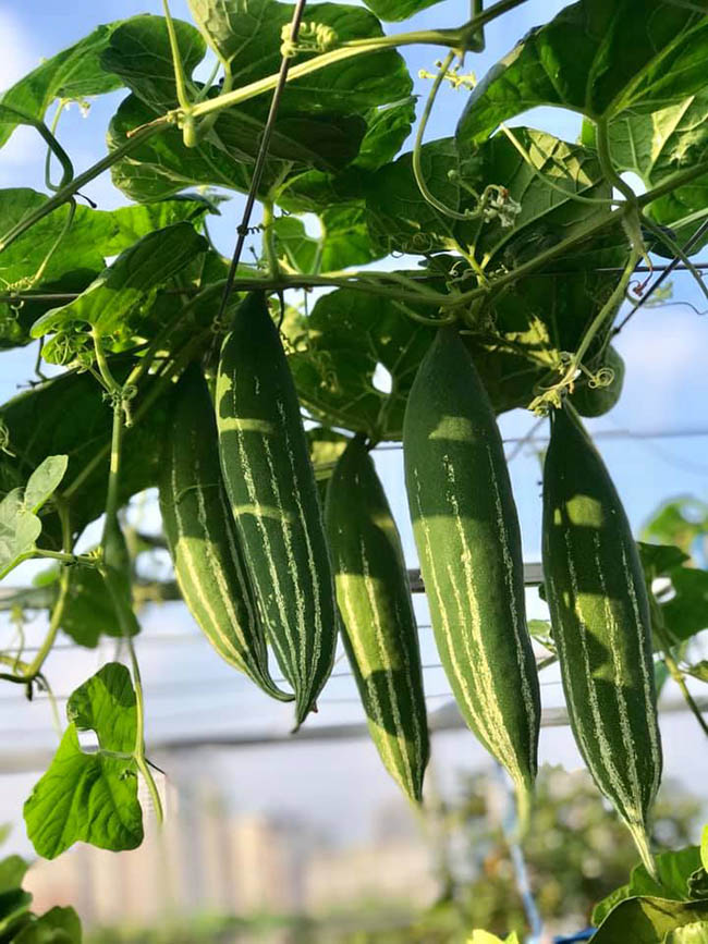 Choáng với trang trại nuôi trồng thập cẩm trên nóc nhà giữa Thủ đô-5