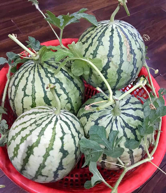 Choáng với trang trại nuôi trồng thập cẩm trên nóc nhà giữa Thủ đô-7