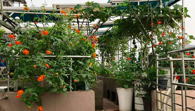 Choáng với trang trại nuôi trồng thập cẩm trên nóc nhà giữa Thủ đô-9