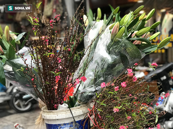 Mót” đào thừa sau Tết, người dân thu tiền triệu mỗi ngày-1