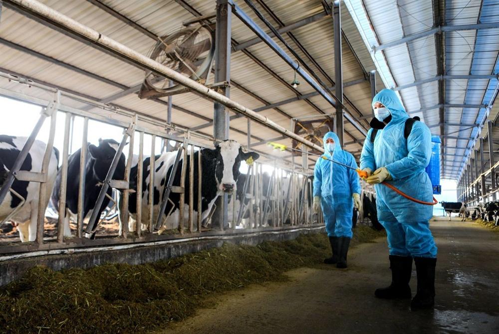 Trung Quốc nuôi sống 1,4 tỷ dân giữa dịch virus Vũ Hán như thế nào?-2