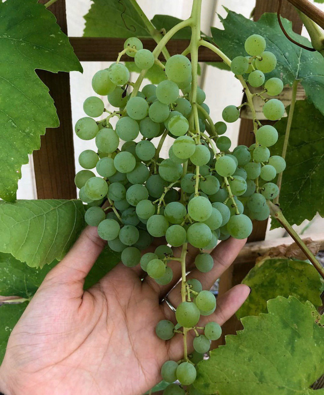 Hé lộ góc vườn đầy bất ngờ bên trong biệt thự triệu đô của Phạm Hương ở Mỹ: Lý do Hoa hậu từ bỏ showbiz là đây?-3