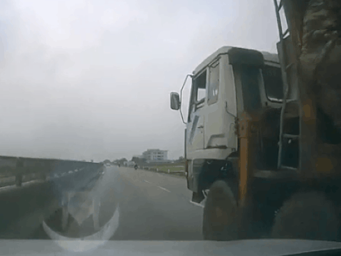 Để cả đàn chó vào cốp xe đi về quê, cô gái khóc cạn nước mắt khi tất cả đều không qua khỏi vì sốc nhiệt-4