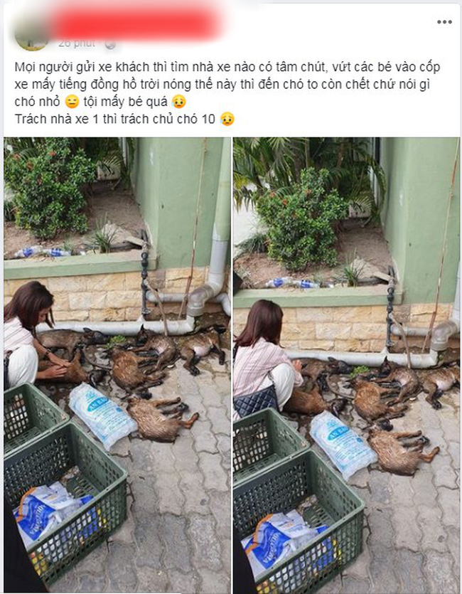 Để cả đàn chó vào cốp xe đi về quê, cô gái khóc cạn nước mắt khi tất cả đều không qua khỏi vì sốc nhiệt-1