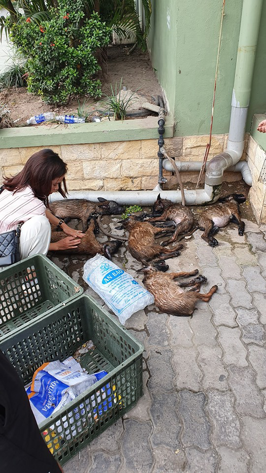 Để cả đàn chó vào cốp xe đi về quê, cô gái khóc cạn nước mắt khi tất cả đều không qua khỏi vì sốc nhiệt-2