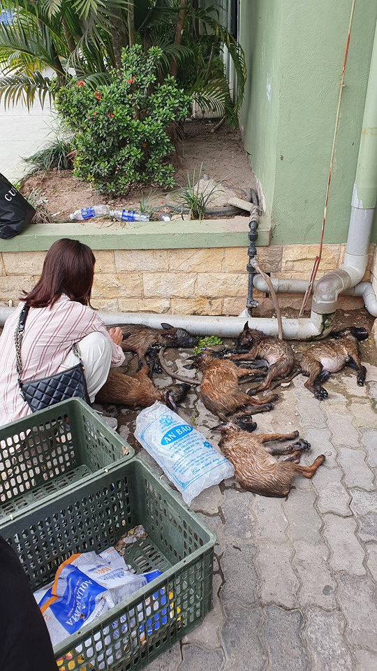 Để cả đàn chó vào cốp xe đi về quê, cô gái khóc cạn nước mắt khi tất cả đều không qua khỏi vì sốc nhiệt-3