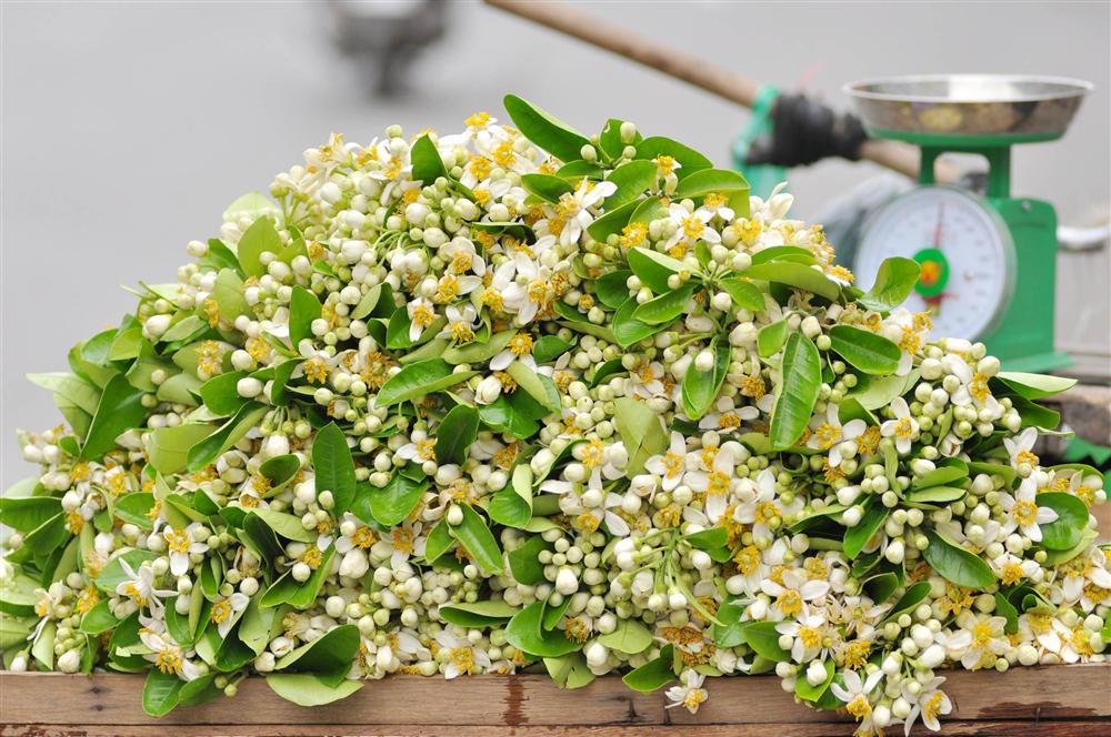 Đầu mùa gánh hoa bưởi xuống phố, giá hơn 300.000 đồng/kg vẫn đắt khách-2