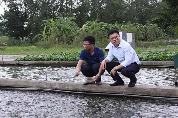 Trồng thứ cỏ lạ ăn ngọt lừ, lão nông Tông Lạnh đổi đời-7