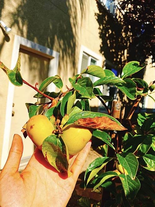 Nhà 2 nàng hậu bỏ showbiz sang Mỹ: Phạm Hương ở biệt thự vẫn thua xa tình cũ Bằng Kiều-2