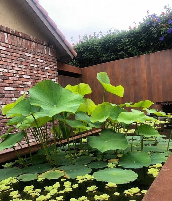 Nhà 2 nàng hậu bỏ showbiz sang Mỹ: Phạm Hương ở biệt thự vẫn thua xa tình cũ Bằng Kiều-13