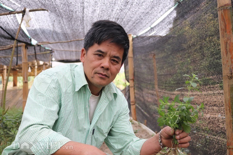 Trồng thứ cỏ lạ ăn ngọt lừ, lão nông Tông Lạnh đổi đời-1