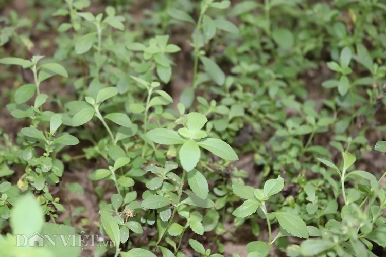 Trồng thứ cỏ lạ ăn ngọt lừ, lão nông Tông Lạnh đổi đời-2