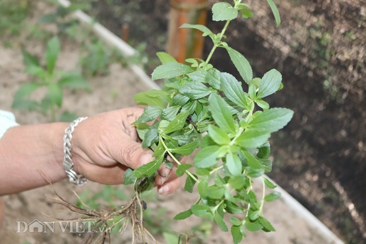 Trồng thứ cỏ lạ ăn ngọt lừ, lão nông Tông Lạnh đổi đời-6
