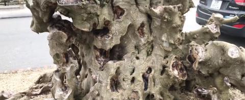 Khúc củi khô 4 tỷ của đại gia đồng nát Hà Nội-3