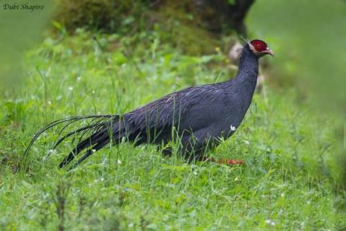 Loài gà lạ, mặt đỏ tía tai, tiếng kêu vang xa gần 2km, giá 15 triệu đồng/cặp-1